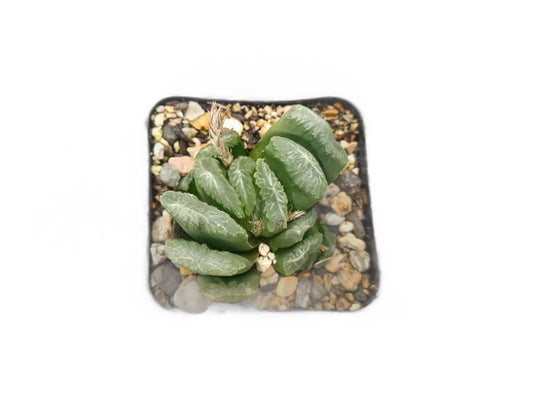 Haworthia Truncata: A Unique Succulent Wonder - Frek - My Store