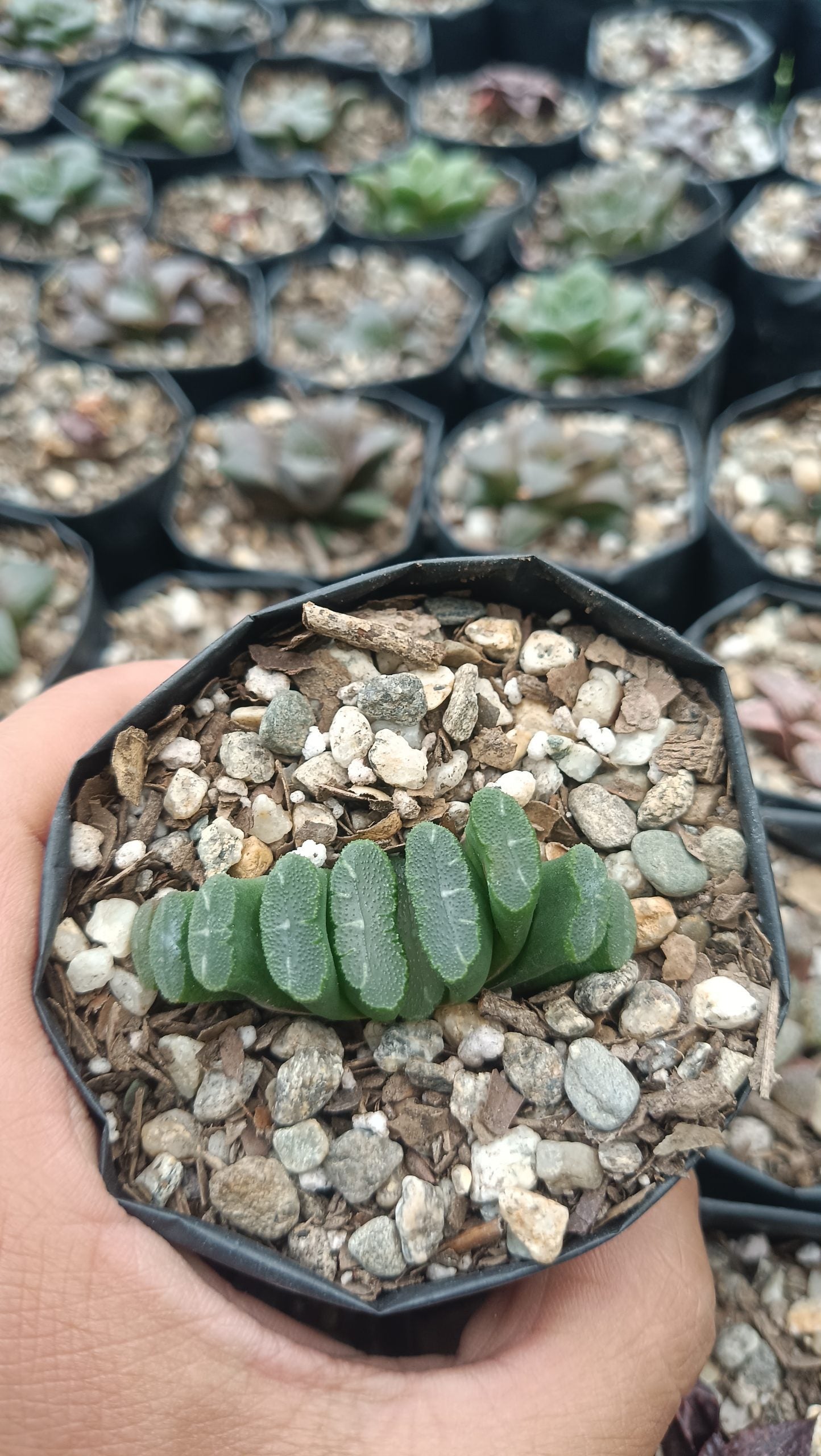 Haworthia Truncata Alchetron Succulents - Exotic Elegance for Any Space - My Store