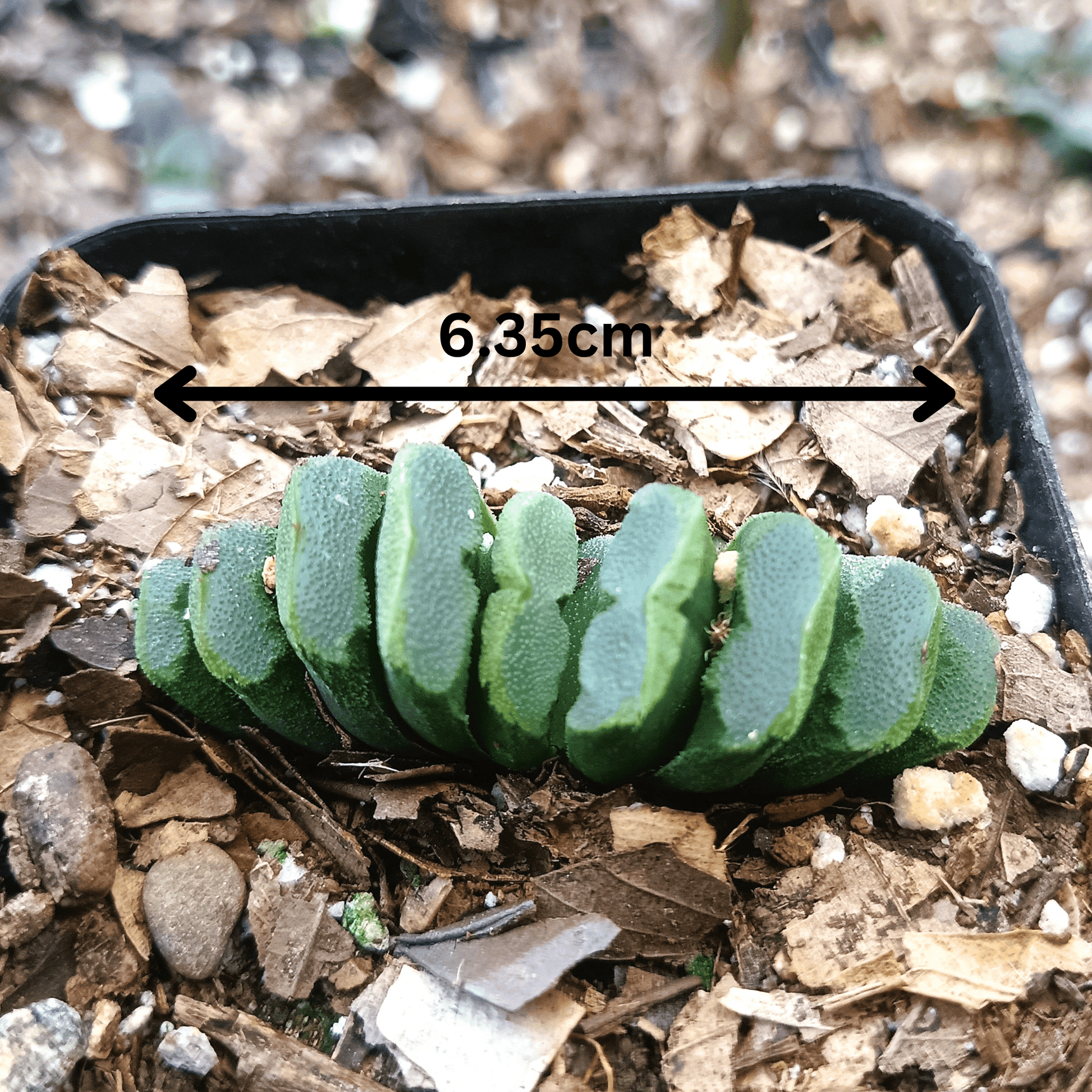 Haworthia Truncata Hybrid 002 – Unique Truncata Succulent for Home & Office - My Store