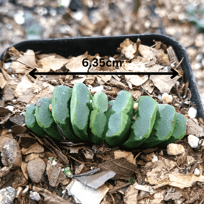 Haworthia Truncata Hybrid 002 – Unique Truncata Succulent for Home & Office - My Store