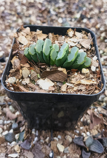 Haworthia Truncata Hybrid 002 – Unique Truncata Succulent for Home & Office - My Store