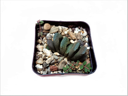 Haworthia Truncata Hybrid (Seed Grown) : A Rare Succulent Plant - Frek - My Store