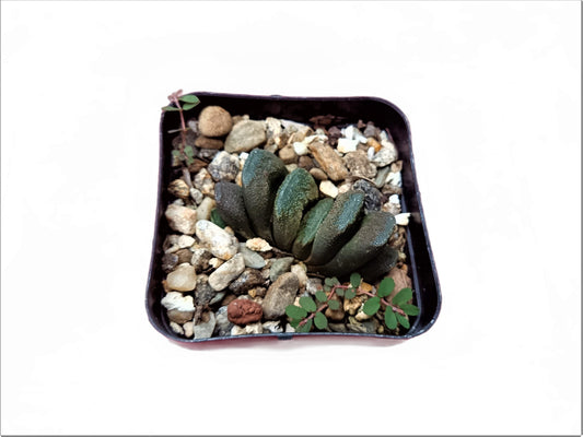 Haworthia Truncata Hybrid (Seed Grown) : A Rare Succulent Plant - Frek - My Store