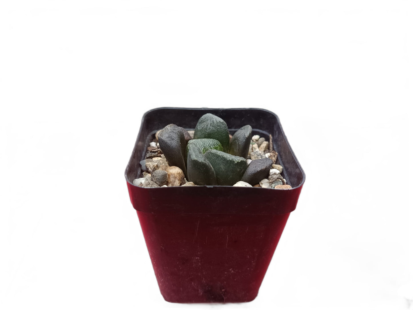 Haworthia truncata x maughani Hybrid: The Perfect Blend of Beauty and Resilience - Frek - My Store