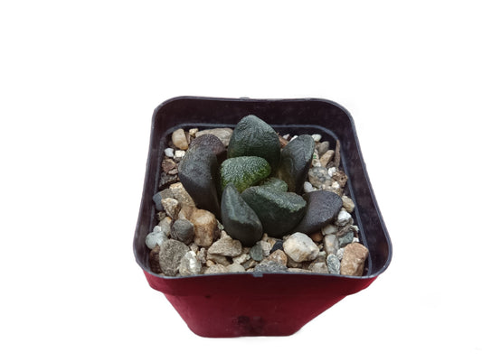 Haworthia truncata x maughani Hybrid: The Perfect Blend of Beauty and Resilience - Frek - My Store