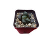 Haworthia truncata x maughani Bare-Rooted Hybrid: The Perfect Blend of Beauty and Resilience- Frek
