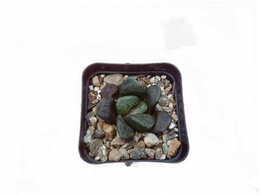 Haworthia truncata x maughani Bare-Rooted Hybrid: The Perfect Blend of Beauty and Resilience- Frek