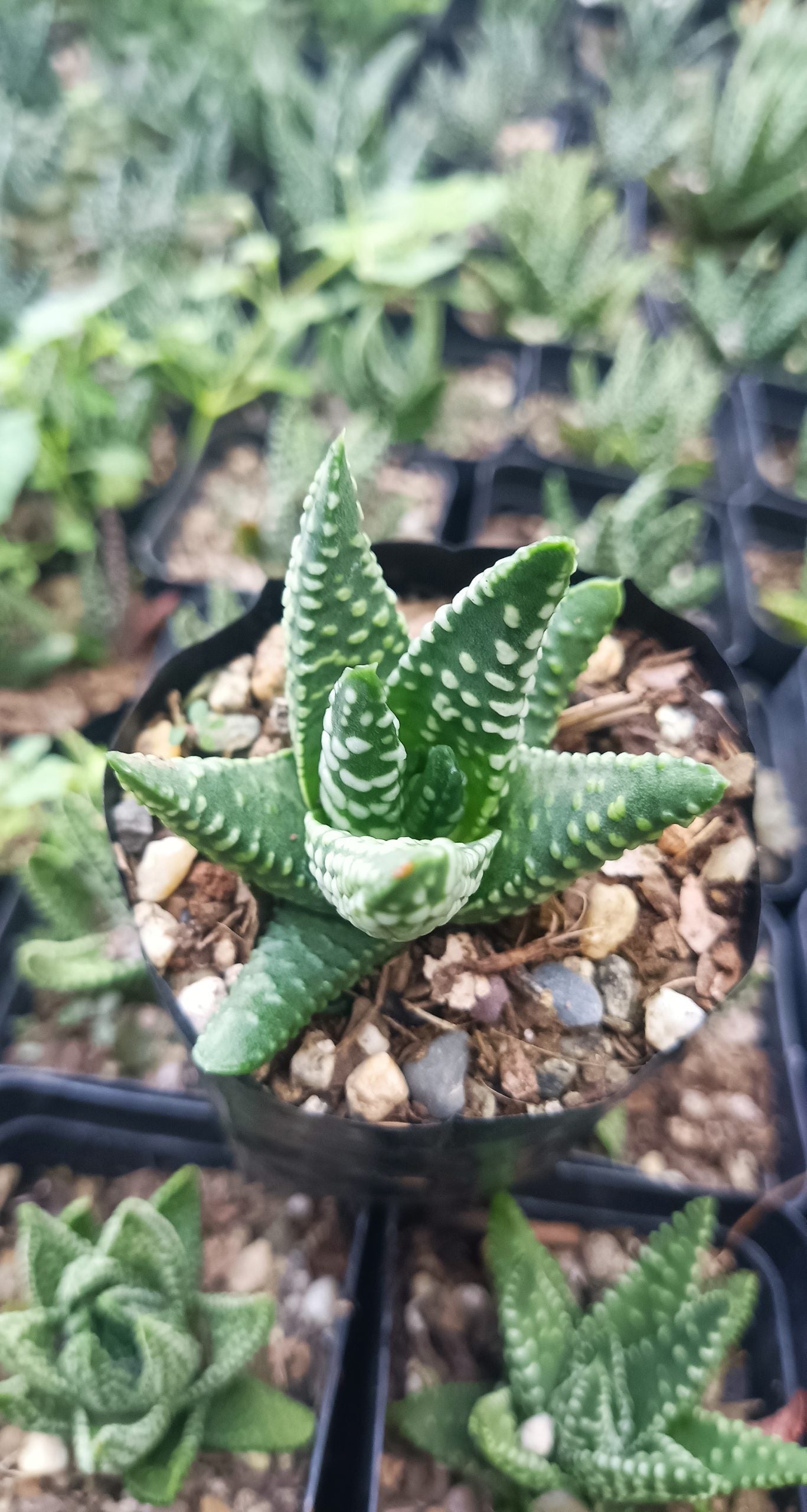Haworthia Tulista Pumila Hybrid – Elegant Succulent with Striking Green and White Flecked Leaves - My Store