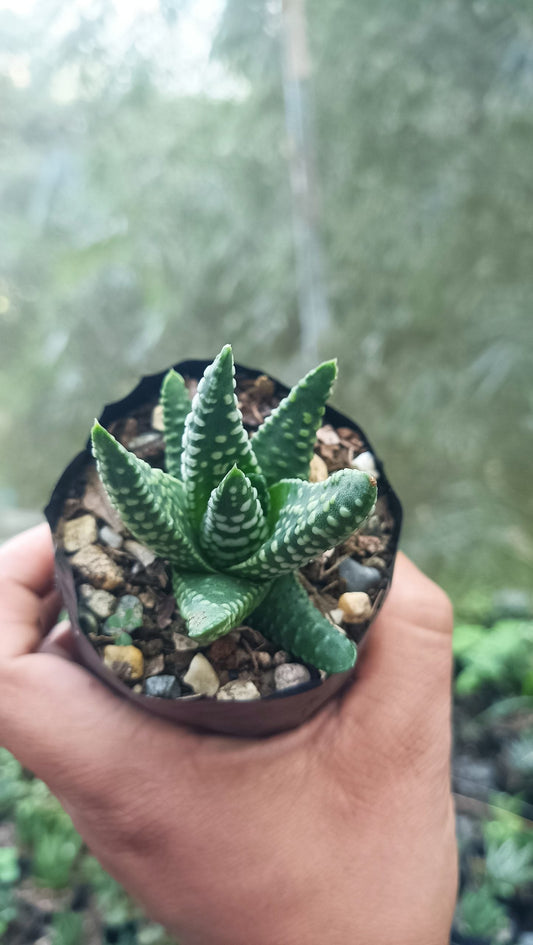 Haworthia Tulista Pumila Hybrid – Elegant Succulent with Striking Green and White Flecked Leaves - My Store