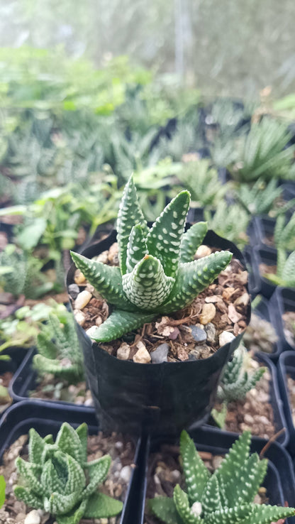 Haworthia Tulista Pumila Hybrid – Elegant Succulent with Striking Green and White Flecked Leaves - My Store