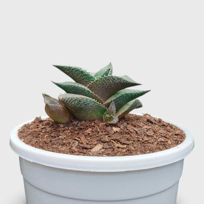 Alligator Plant (Haworthia Venosa Tessellata) – Textured Window Succulent
