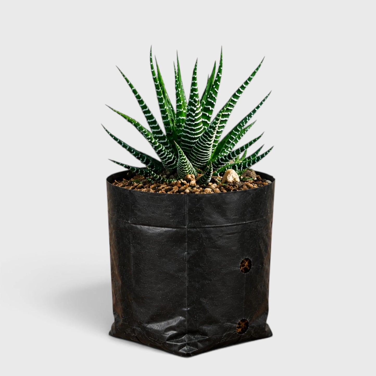 Haworthia Zebra in Black Grower's Bag