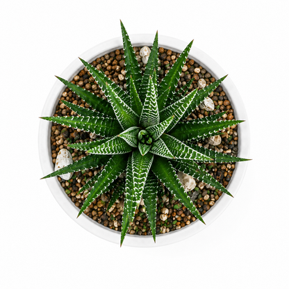 Haworthia Zebra Live Succulent