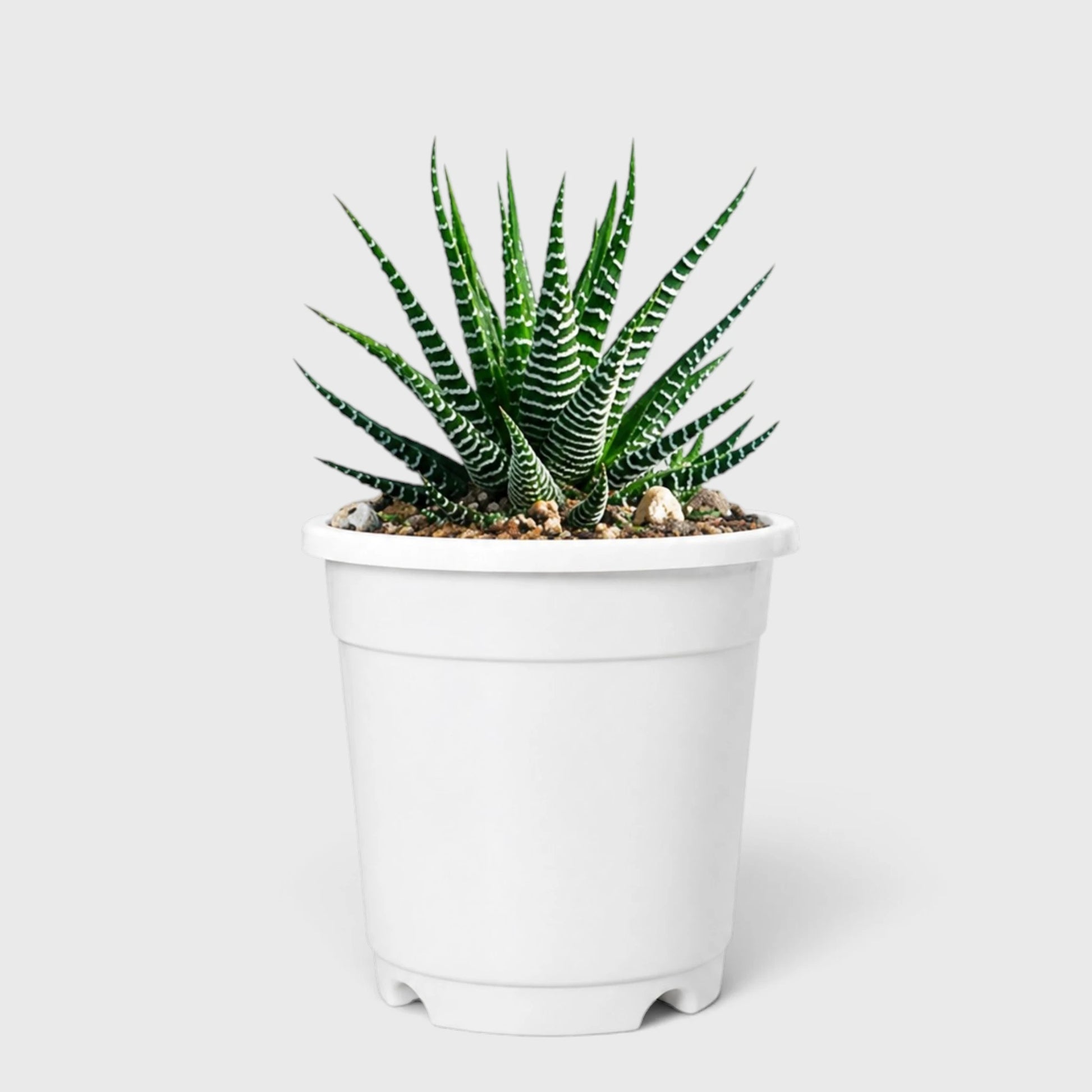 Haworthia Zebra Mature Live Succulent