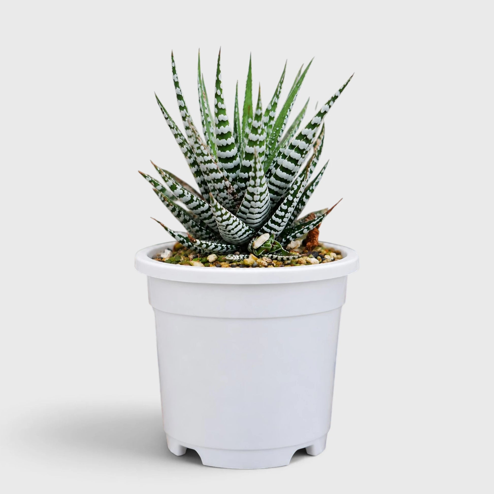 Super White Haworthia Attenuata Zebra | Mature Well Rooted Live Succulent
