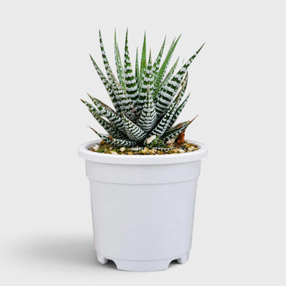 Super White Haworthia Attenuata Zebra | Mature Well Rooted Live Succulent