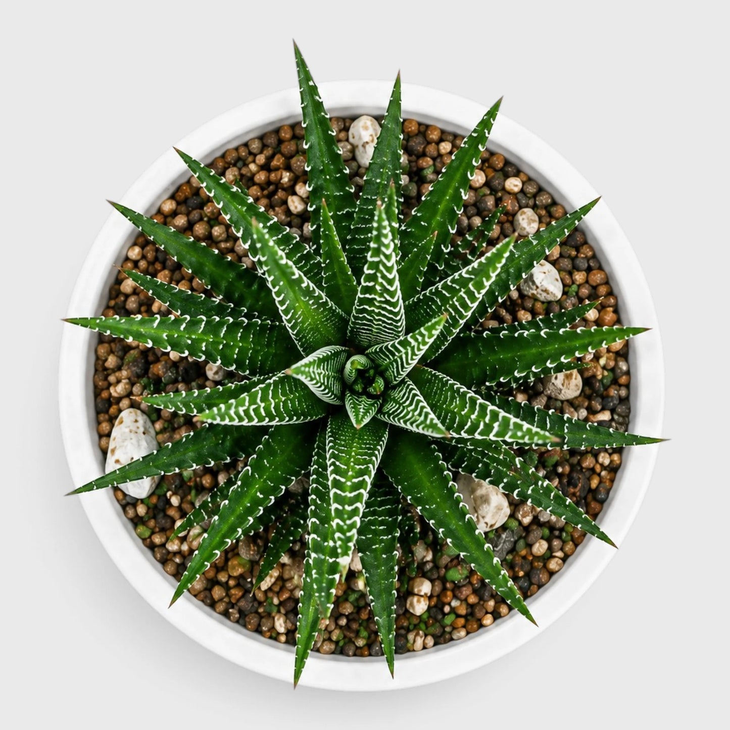 Haworthiopsis Fasciata Succulent