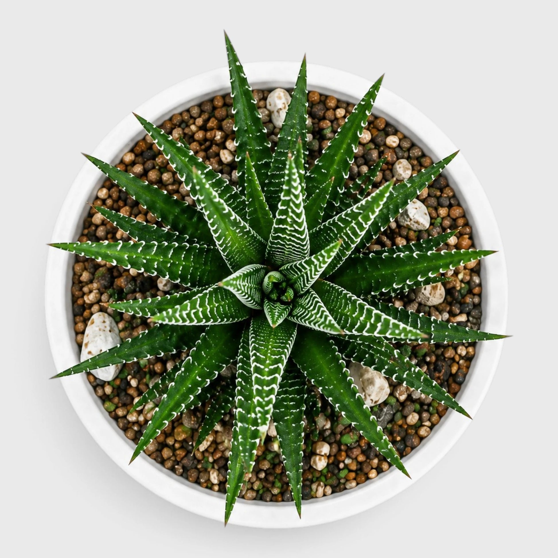 Haworthiopsis Fasciata Succulent