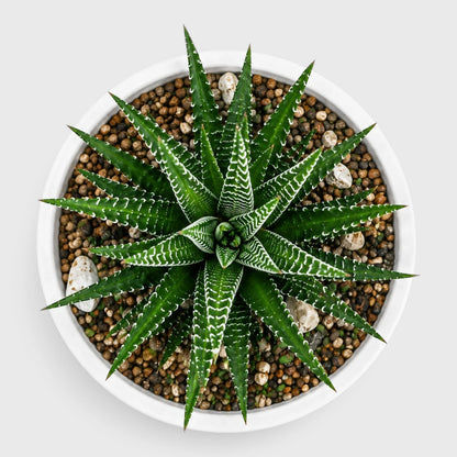Haworthiopsis Fasciata Succulent