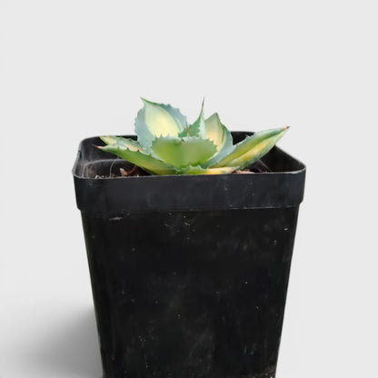 Rare Agave Rum Runner Isthmensis Variegated | Collector Succulent Plant