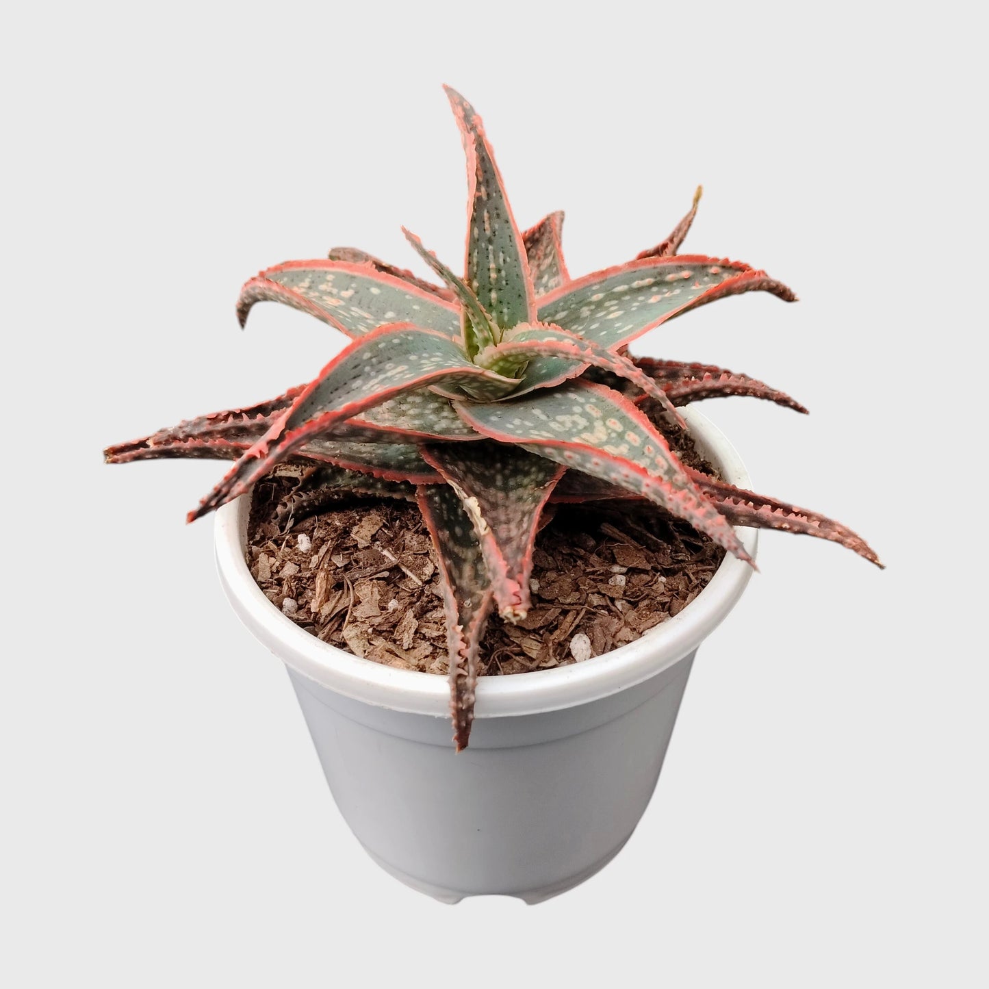 Aloe Hybrid Firecracker Dwarf – Colorful Textured Rebloomer Succulent Plant | Bare Rooted