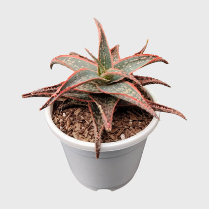 Aloe Hybrid Firecracker Dwarf – Colorful Textured Rebloomer Succulent Plant | Bare Rooted