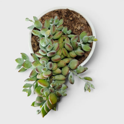 Healthy Cliff Cotyledon succulent