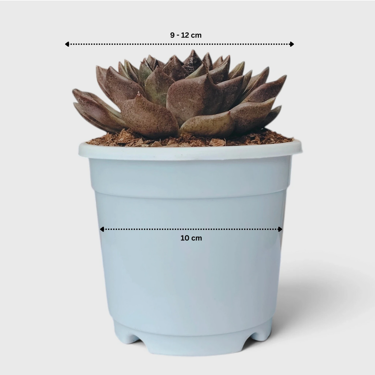 Echeveria Agavoides Green Forest - Rare Indoor Plant | Unique Rosette Succulent | Big Size Echeveria – Bare-Rooted