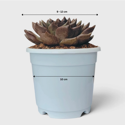 Echeveria Agavoides Green Forest - Rare Indoor Plant | Unique Rosette Succulent | Big Size Echeveria – Bare-Rooted