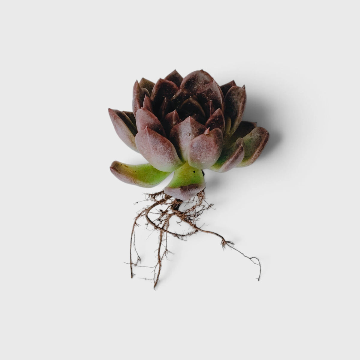 Echeveria Purple Spark – Premium Rare Violet-Toned Rosette with Bright Center Glow