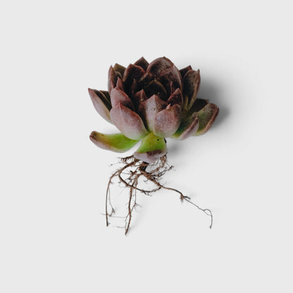 Echeveria Purple Spark – Premium Rare Violet-Toned Rosette with Bright Center Glow