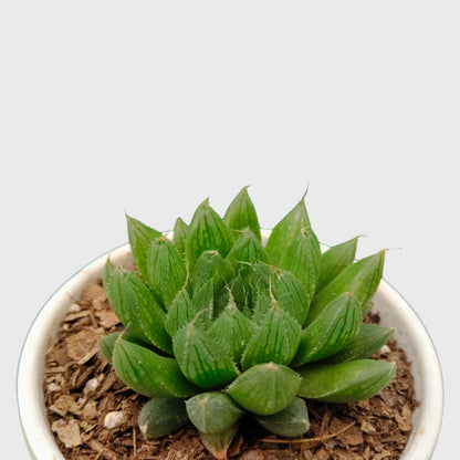 Haworthia Green Cooperii – Low Light Indoor Collector Succulent Plant | Bare Rooted