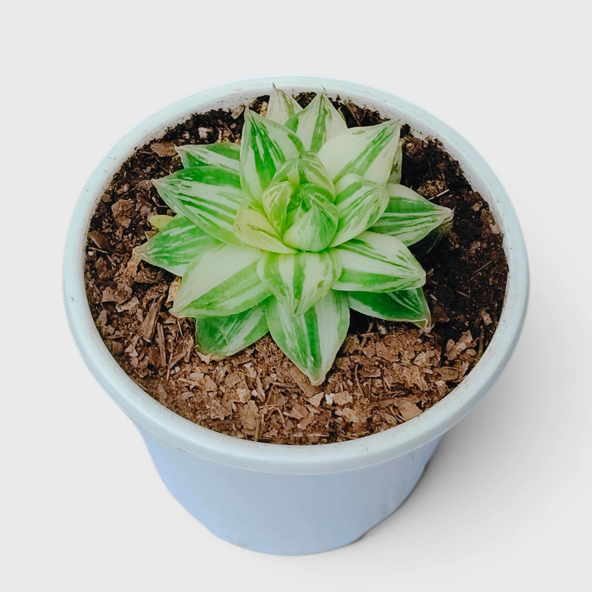 Haworthia Cymbiformis Variegated – Premium Window Succulent