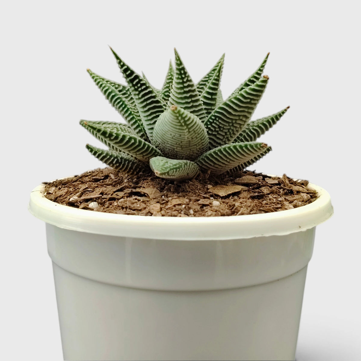Haworthia Limifolia var. Striata – Premium Textured Succulent Plant