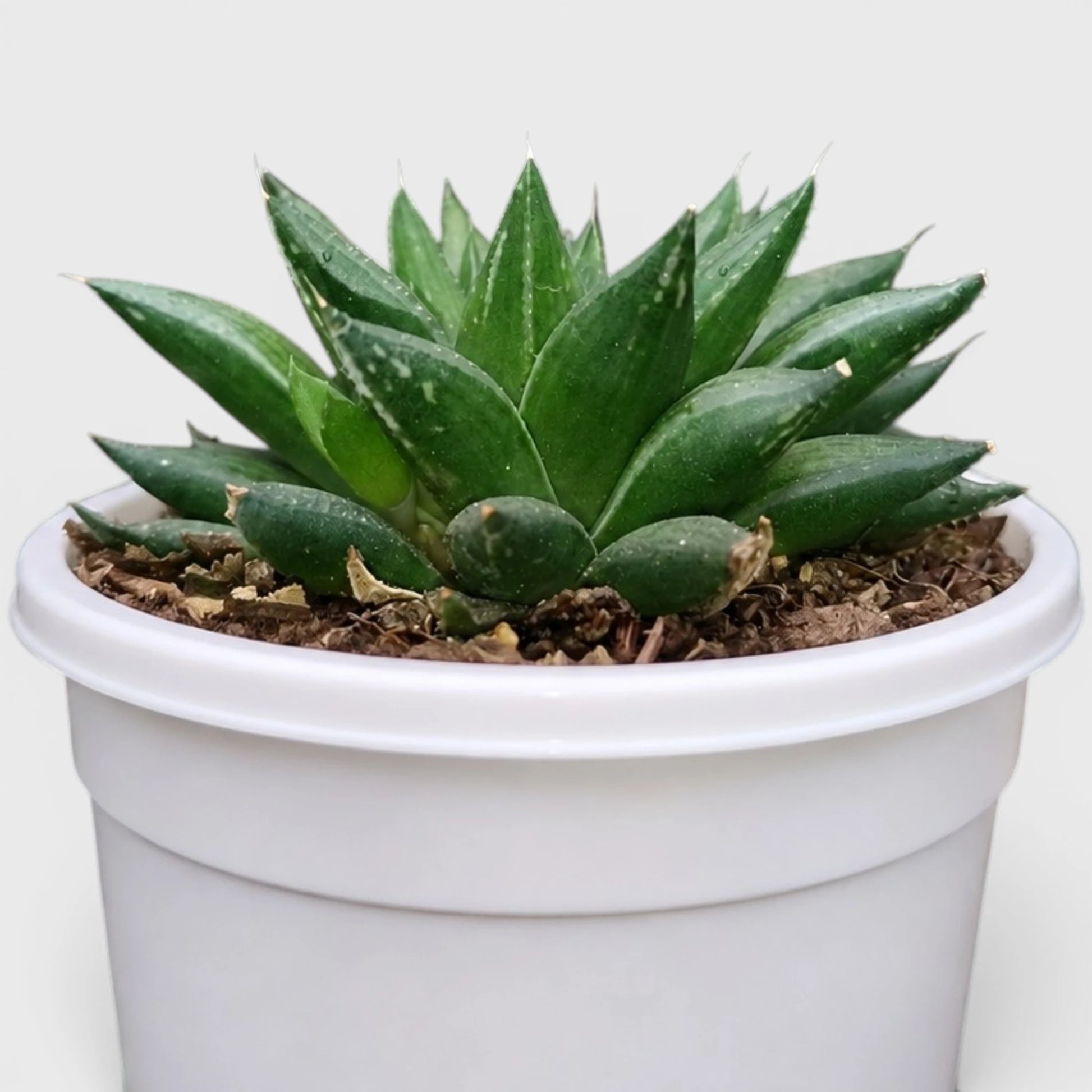 Rare Haworthia Mucronata | Compact Window Succulent Plant