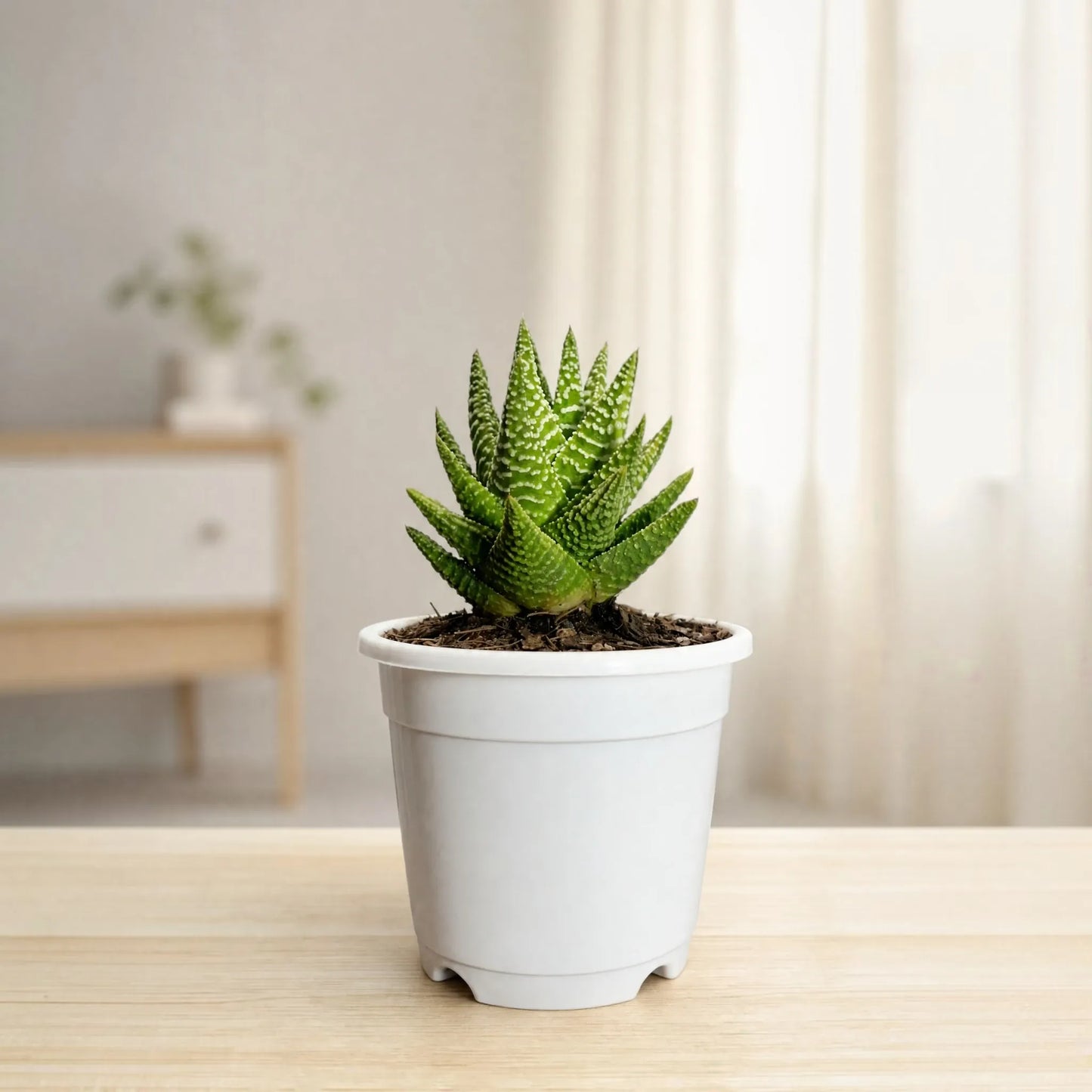 Haworthia Pumila x Tears of Angel – Collector Hybrid Succulent | Best Indoor Plants | Bare Rooted