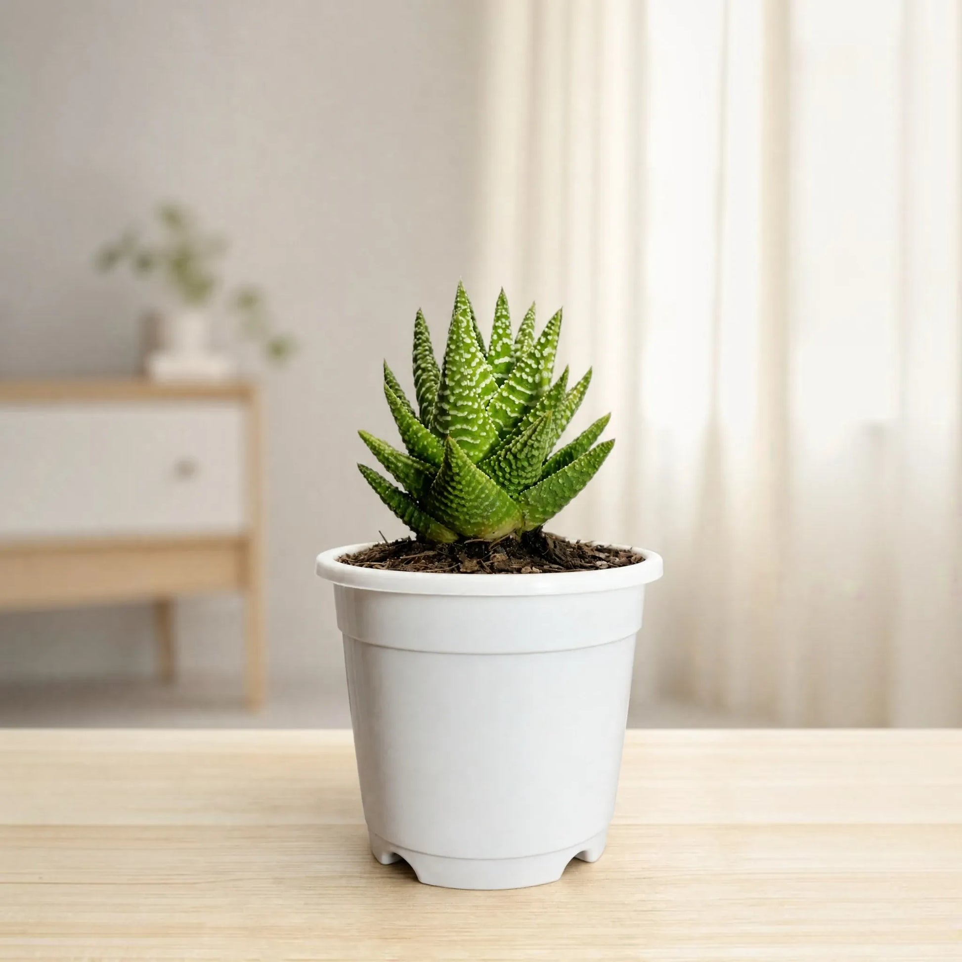 Haworthia Pumila x Tears of Angel – Collector Hybrid Succulent | Best Indoor Plants | Bare Rooted