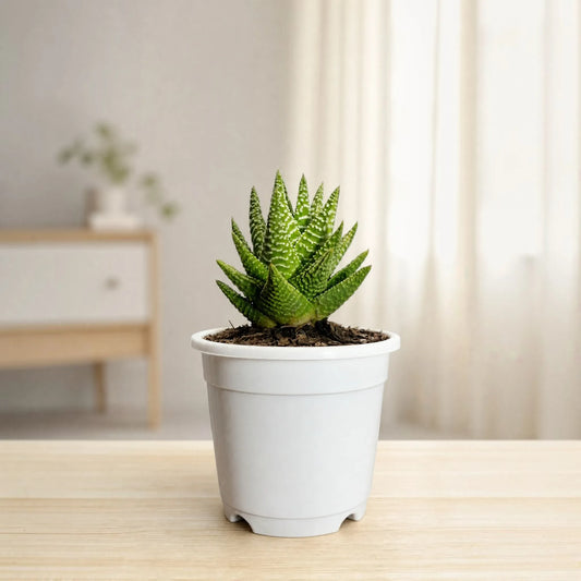 Haworthia Pumila x Tears of Angel – Collector Hybrid Succulent | Best Indoor Plants | Bare Rooted