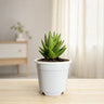 Haworthia Pumila x Tears of Angel – Collector Hybrid Succulent | Best Indoor Plants | Bare Rooted