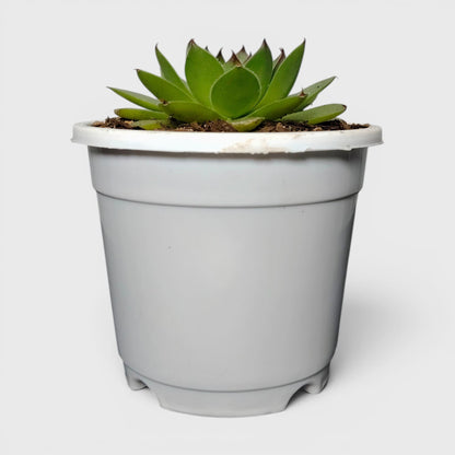Laxmi Kamal Hen and Chicks Sempervivum Red Tipped – Vastu Succulent Indoor Plant | Perfect for Gifting | Bare Rooted