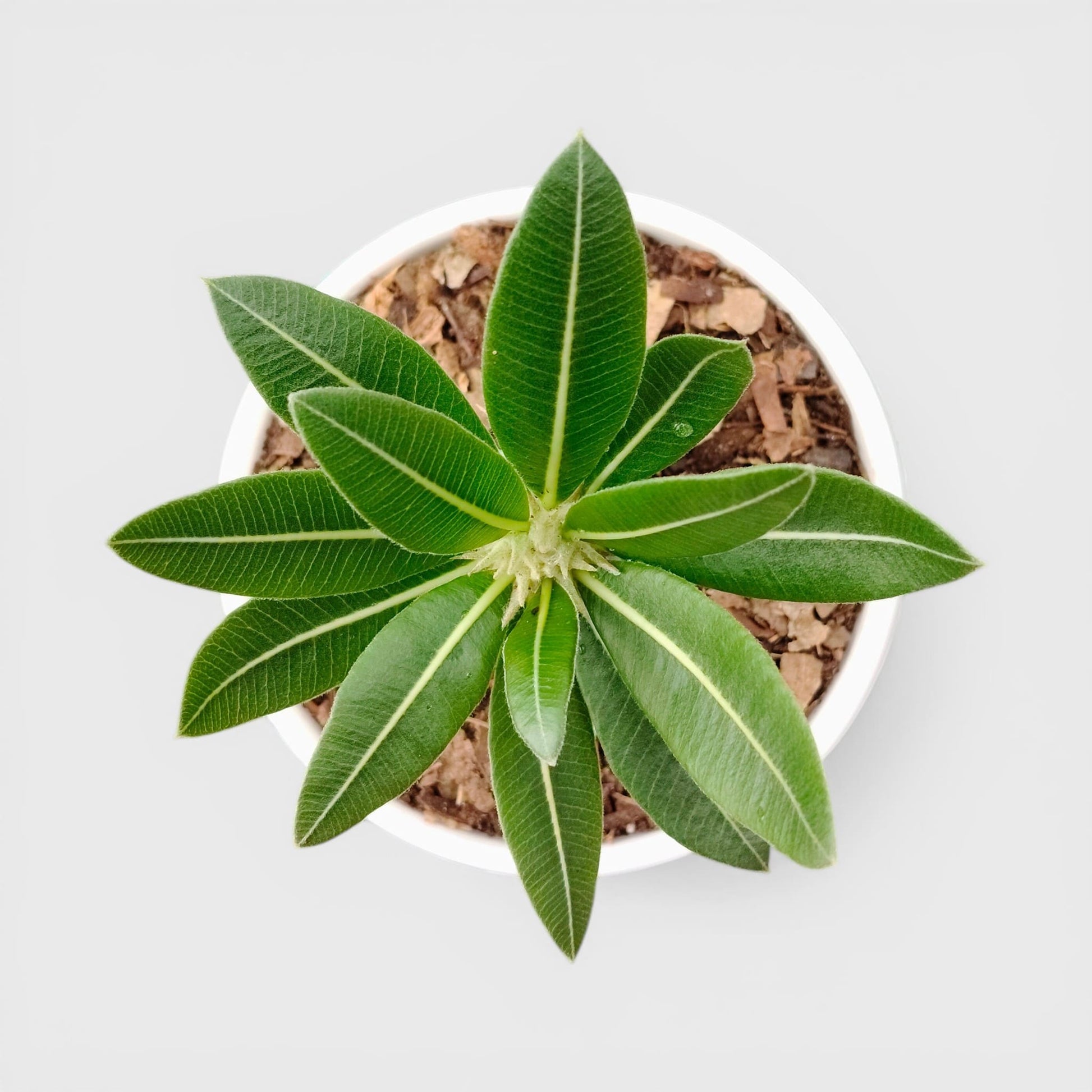 Pachypodium Eburneum – Rare Madagascar Palm Plant | Exotic Caudex Indoor Plant | Bare Rooted