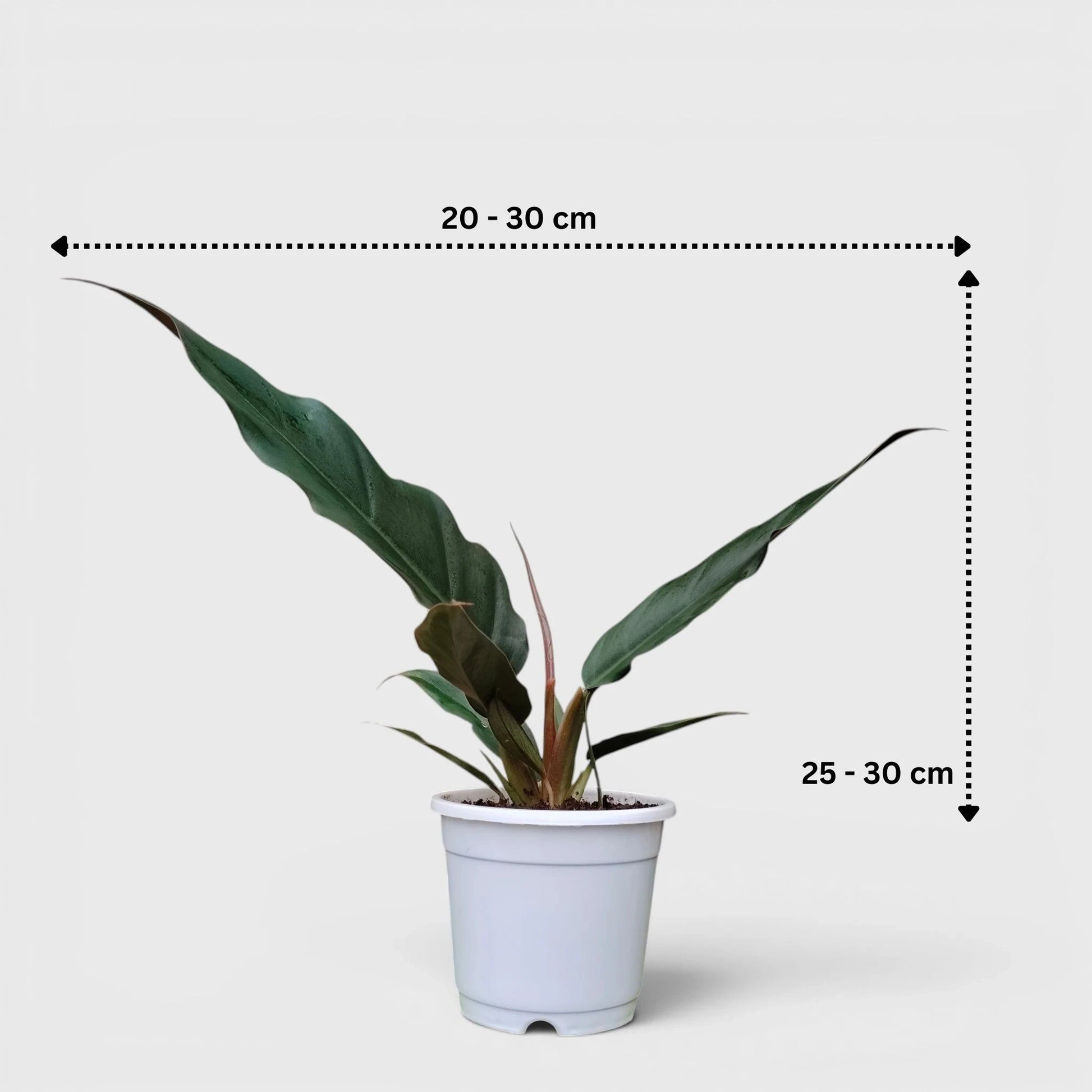 Philodendron Pluto (Choco Empress) | Rare Indoor Foliage Live Plant