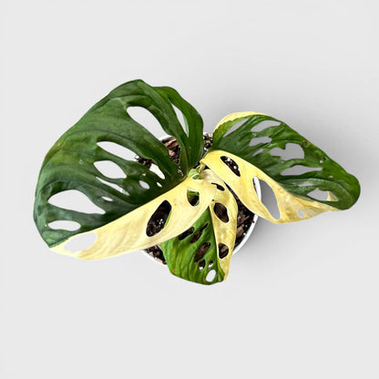 Monstera Adansonii Aurea Half Moon Variegated – Rare Collector Aroid Plant (25–38 CM) | With Pot