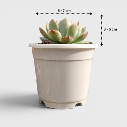 Echeveria Moon Fairy – Rare Pastel Rosette Succulent Indoor Plant | Bare Rooted