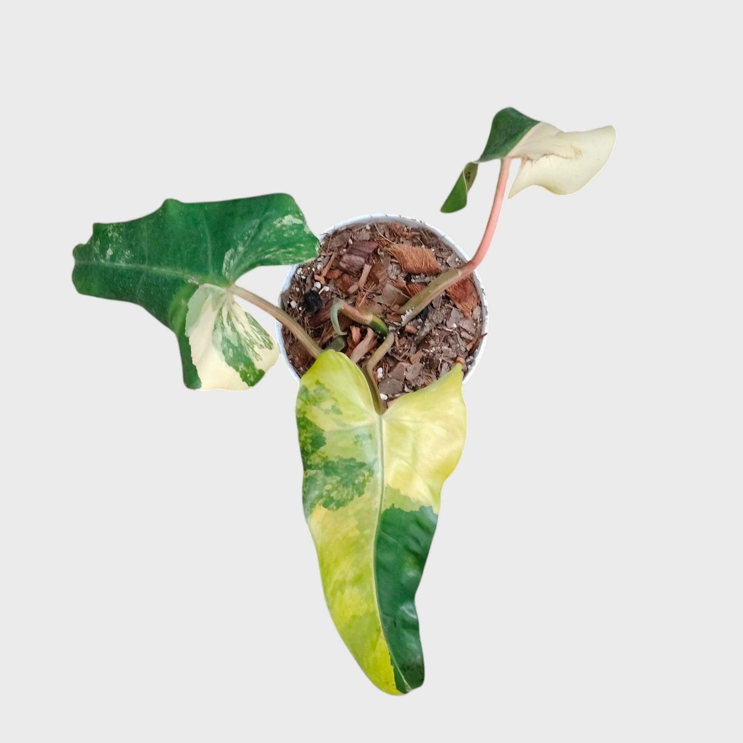 Philodendron Burle Marx Aurea Variegated | Rare Yellow Variegated Philodendron (25–30 CM) | With Pot