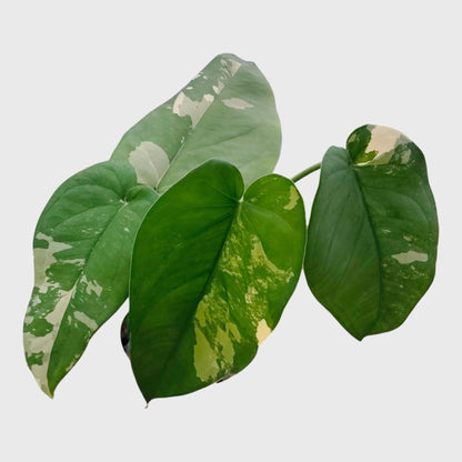 Syngonium Chiapense Variegated – Rare Aroid Foliage Indoor Plant | With Pot