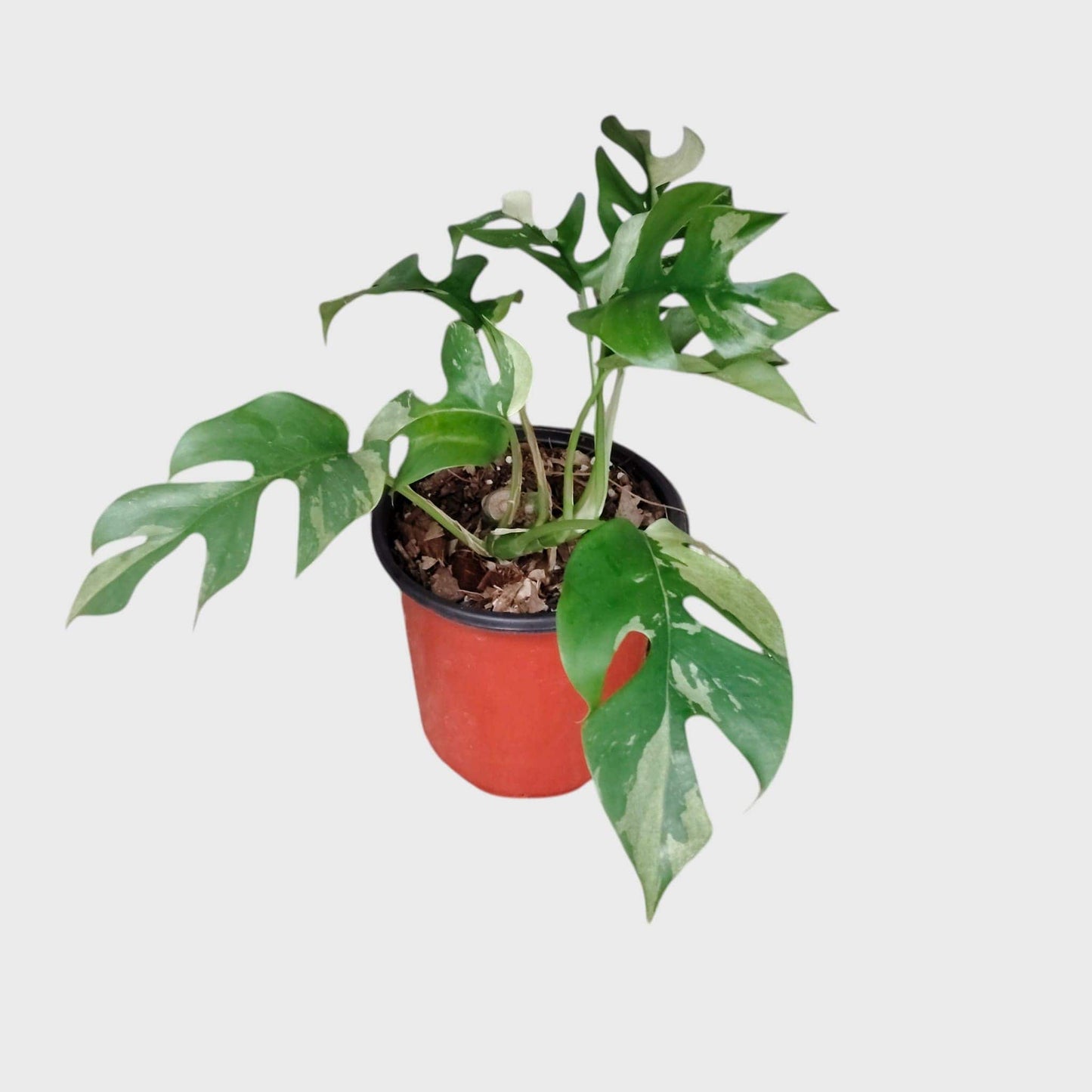 Mini Monstera Rhaphidophora Variegated | Rare Collector Aroid Foliage Plant (25–38 CM) | With Pot
