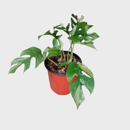 Mini Monstera Rhaphidophora Variegated | Rare Collector Aroid Foliage Plant (25–38 CM) | With Pot