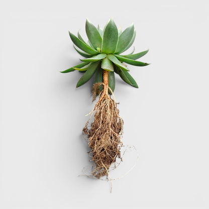 Green Red Tipped Laxmi Kamal Sempervivum – Decorative Rosette Succulent Plant | Perfect for Gifting | Bare Rooted