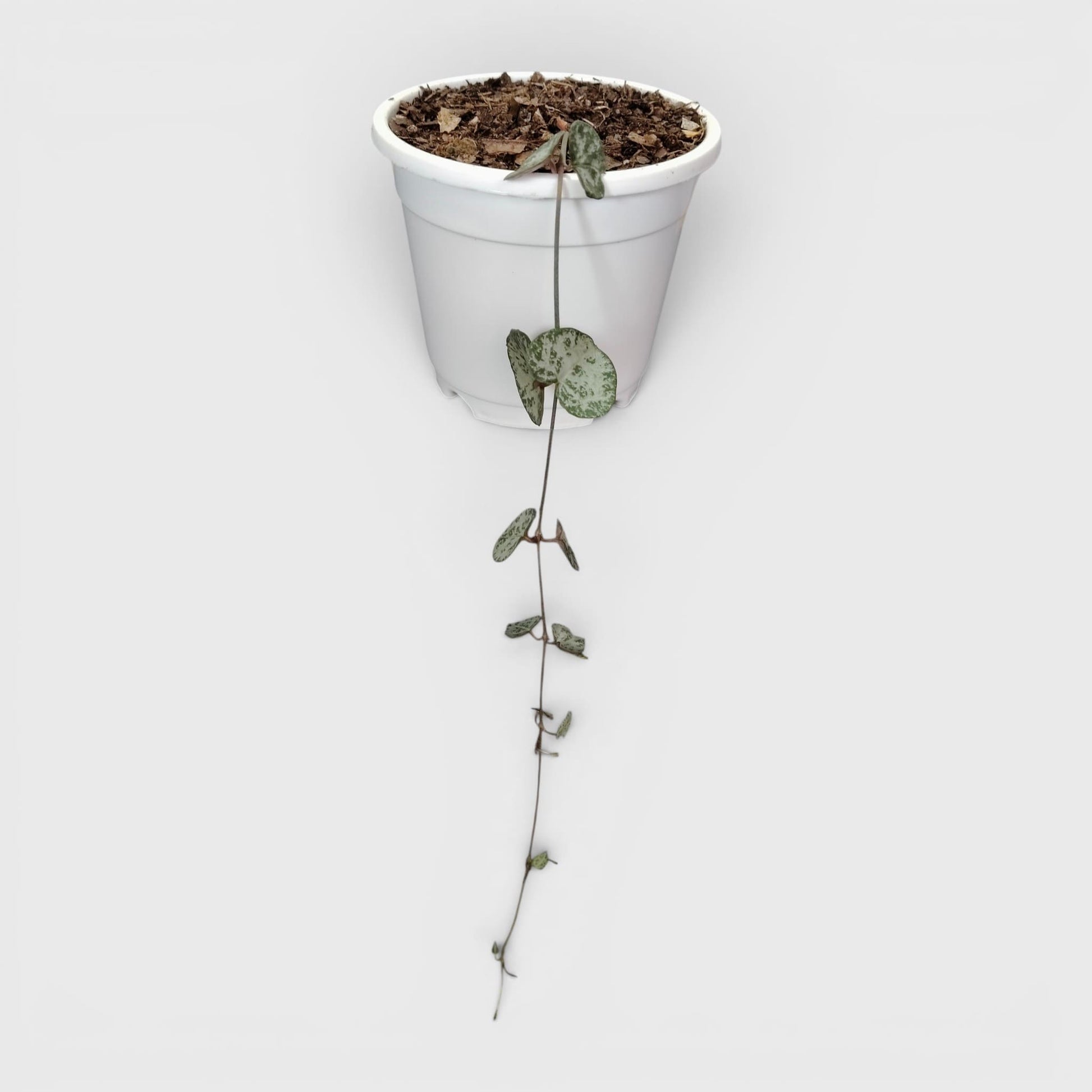 String of Hearts Non Variegated – Small Size Well Rooted Hanging Plant with Bulbs (1–2 Strings) | Home Decor Succulents | Bare Rooted